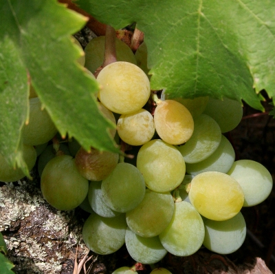 uva zibibbo