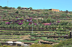 Colori Primaverili
