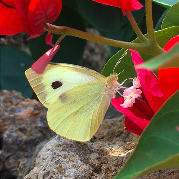 Farfalla Pantesca